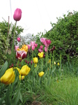 SX22298 Tulips in front garden.jpg